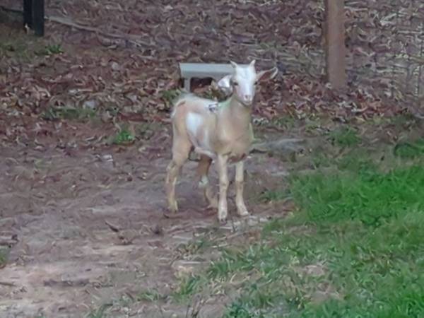Found goat