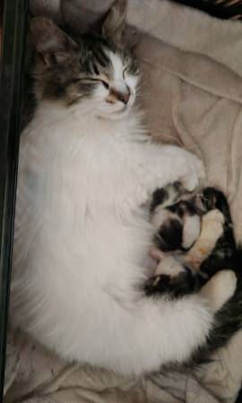 Lost cat