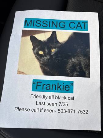 Lost cat