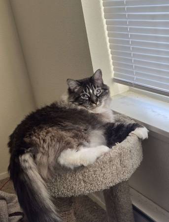 Lost cat