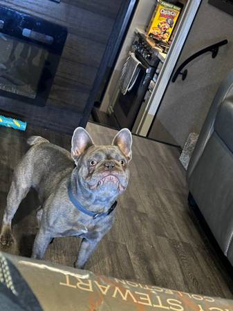 Lost Dog in Palo