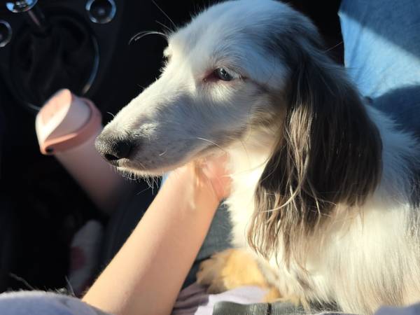 Lost Dog in Swanson Addition