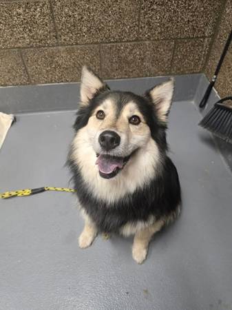 Found Dog in Blue River