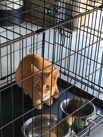 Found Cat in Victorville