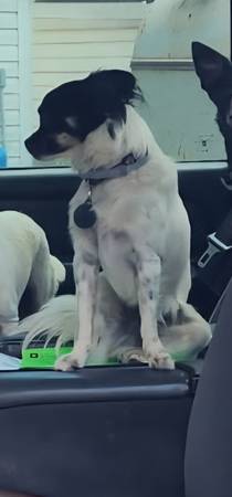 Lost dog