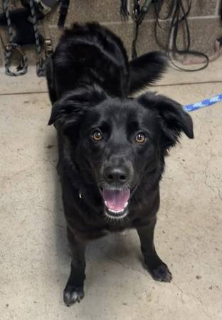 Found Dog in Eugene