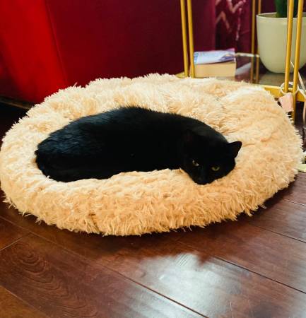 Lost cat