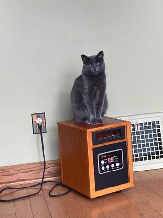 Lost Cat in Cuyahoga Falls