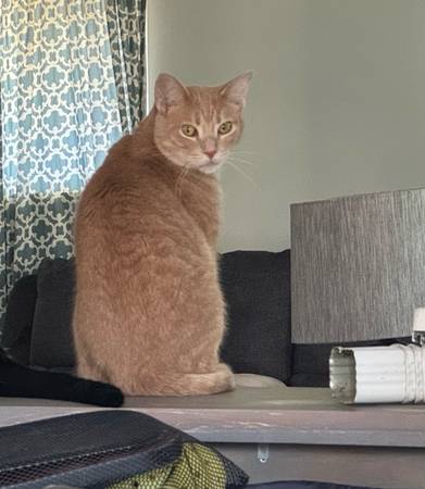 Lost Cat in Westland