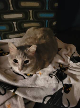 Lost cat