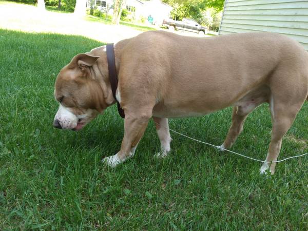 Lost Dog in Alger