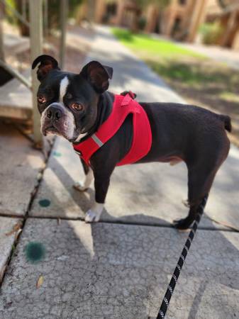 Lost dog