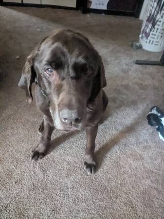 Found Dog in Nampa