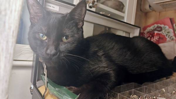 Lost cat