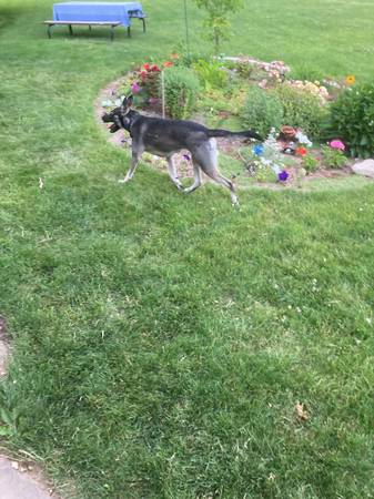 Found dog