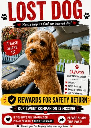 Lost dog