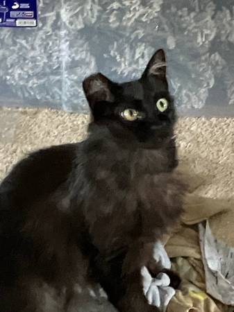 Lost cat
