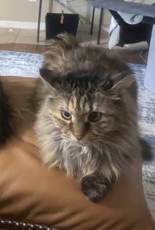 Lost cat