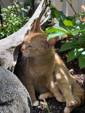 Found Cat in Highland Park