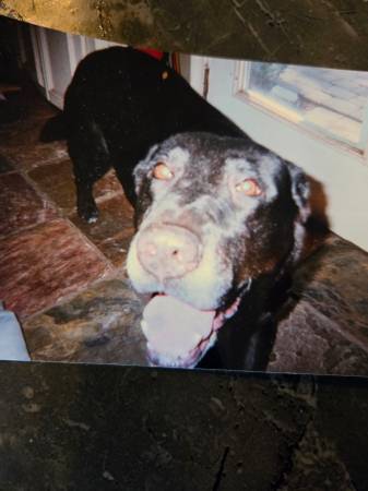 Lost dog