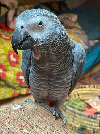 Lost Bird in Winchester