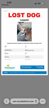 Lost dog