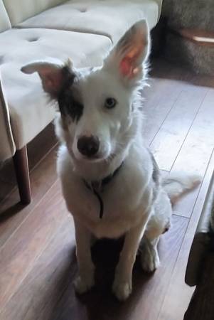 Lost dog
