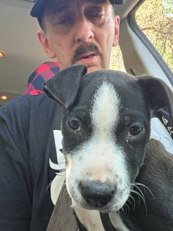 Lost dog