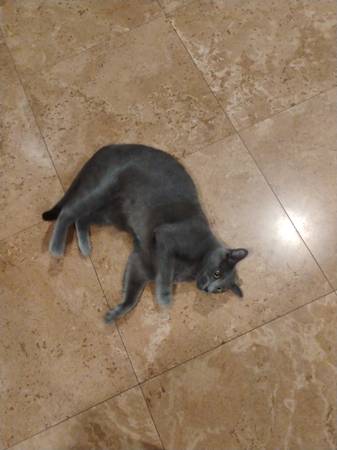 Lost Cat in Rancho Cucamonga