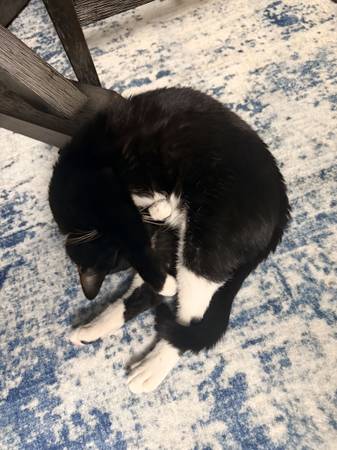Found cat