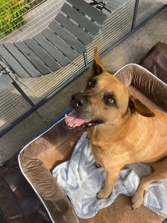 Found dog