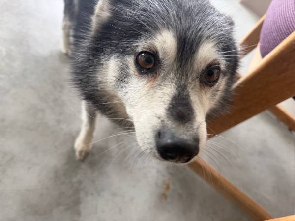 Found dog