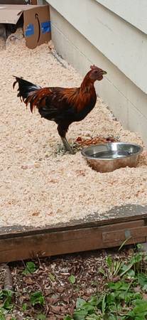 Found bird