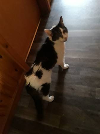 Lost cat