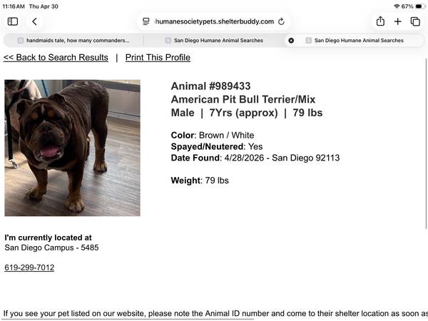 Found dog