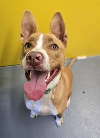 Found dog