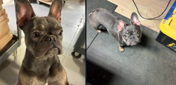 Lost Dog in Empire