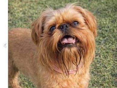 Lost dog