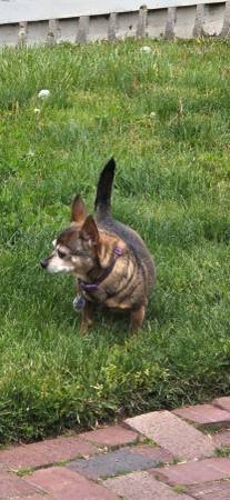 Lost dog