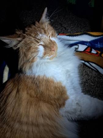 Found cat