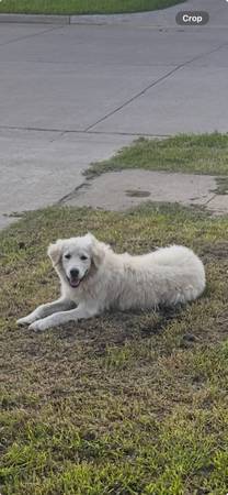 Found dog