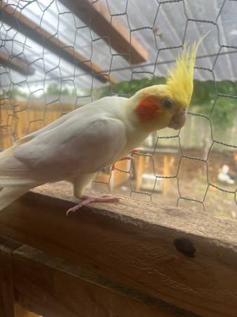 Lost Bird in Jacksonville