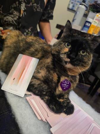 Lost cat