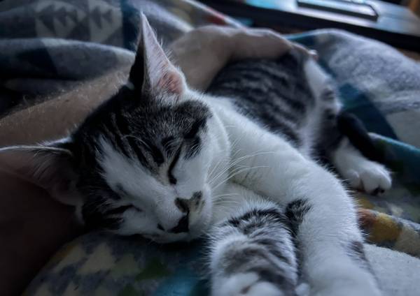 Lost Cat in Hockinson