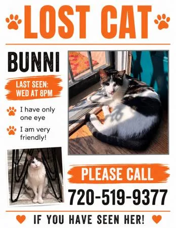 Lost cat