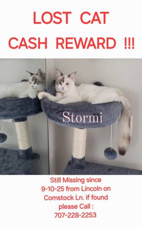 Lost Pet in Lincoln