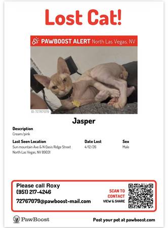 Lost cat
