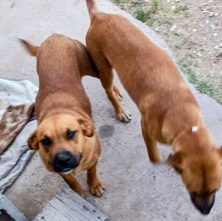 Found Dog in Tucson