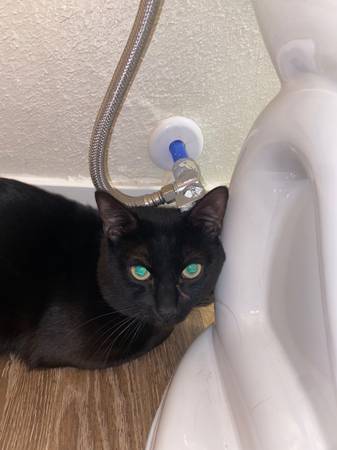 Found cat