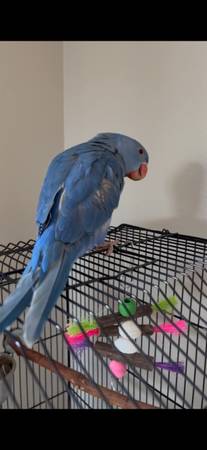 Lost bird